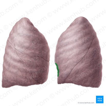 Cardiac notch of left lung (Incisura cardiaca pulmonis sinistri); Image: Yousun Koh