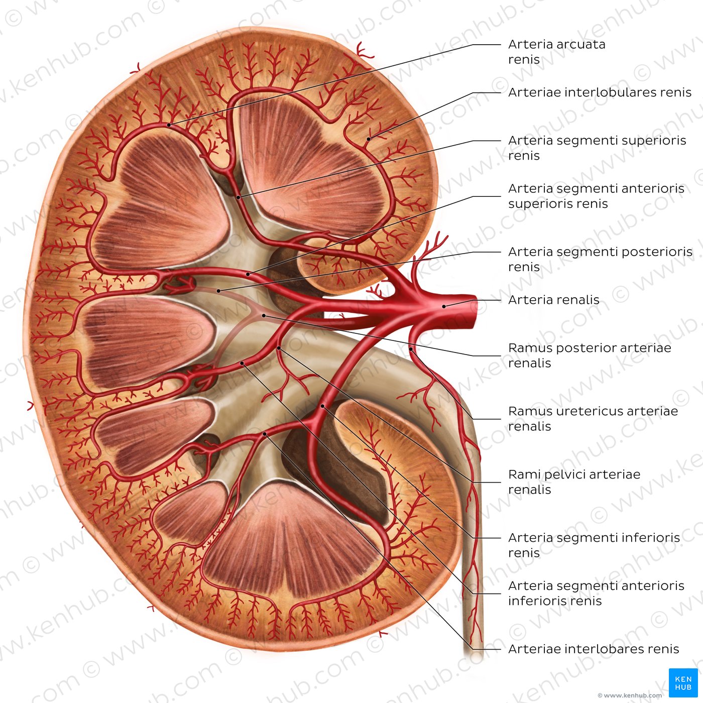Arterien der Niere