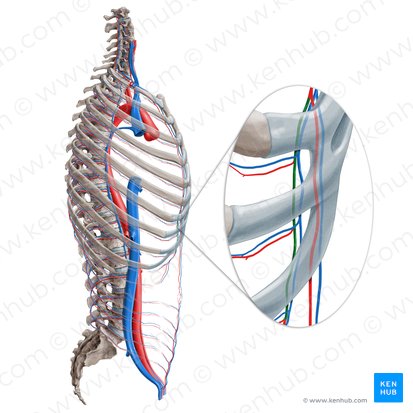 Musculophrenic artery (Arteria musculophrenica); Image: Paul Kim