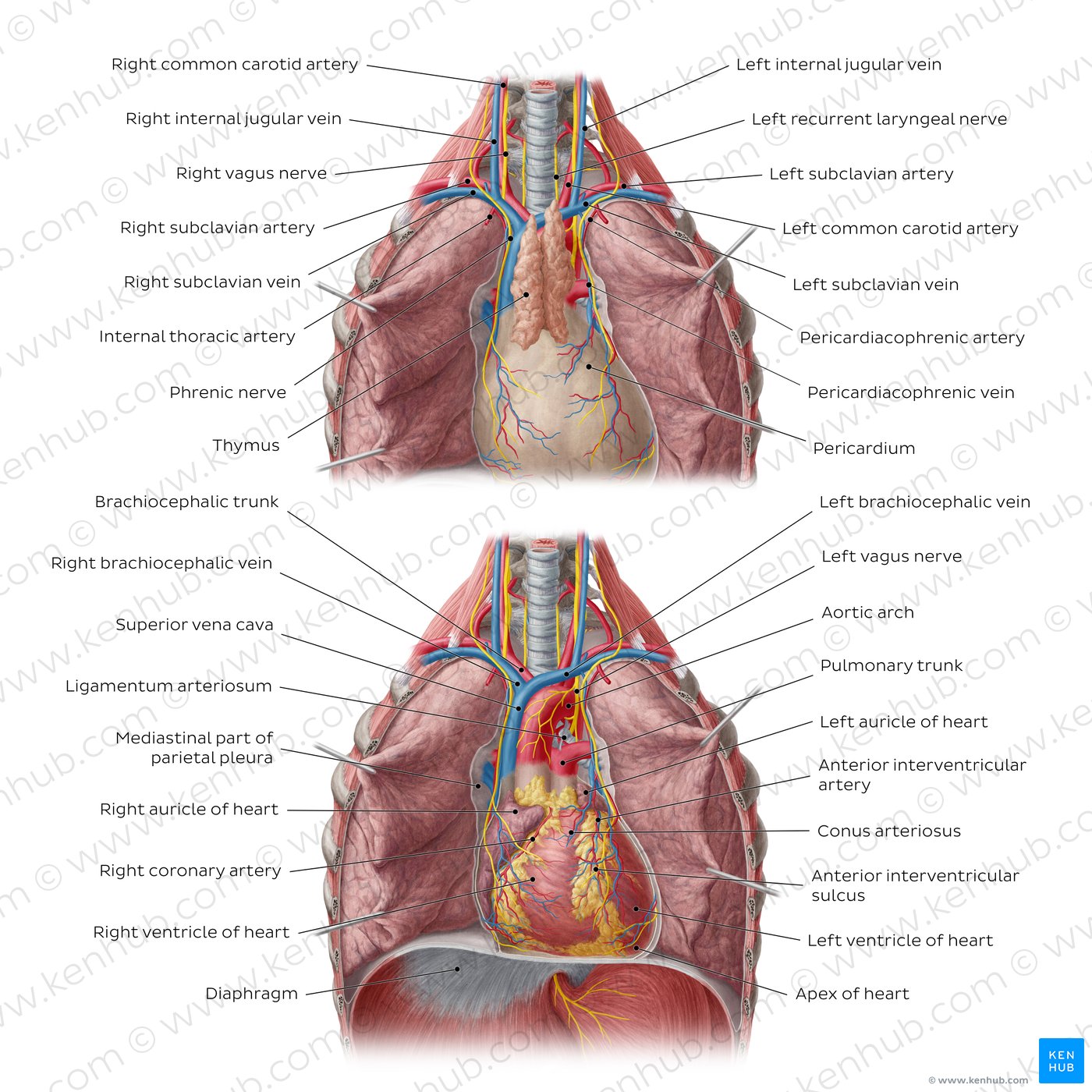 Aorta: Anatomy, branches, supply | Kenhub