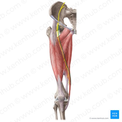 Saphenous nerve (Nervus saphenus); Image: Liene Znotina