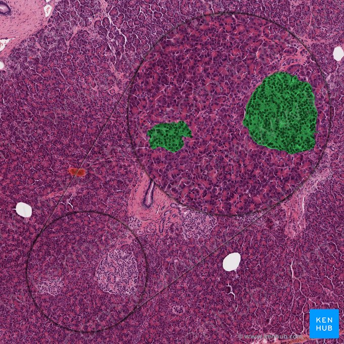 Endocrine component of pancreas (Pars endocrina pancreatis); Image: 