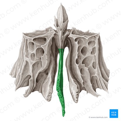 Lámina perpendicular del hueso etmoides (Lamina perpendicularis ossis ethmoidalis); Imagen: Samantha Zimmerman