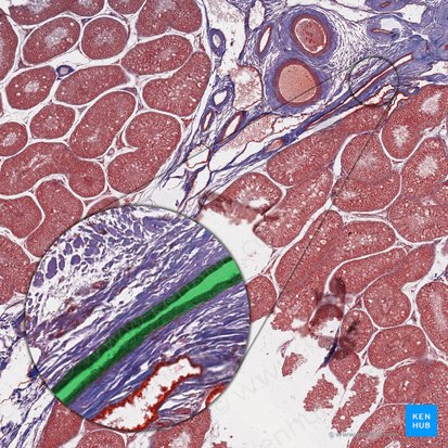 Straight seminiferous tubule (Tubulus seminifer rectus); Image: 