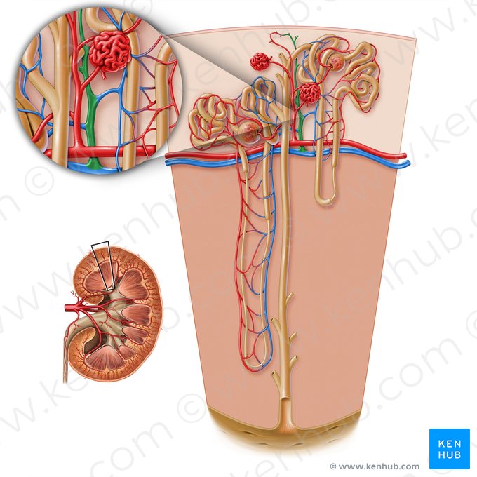 Interlobular vein of kidney (Vena interlobularis renis); Image: Paul Kim