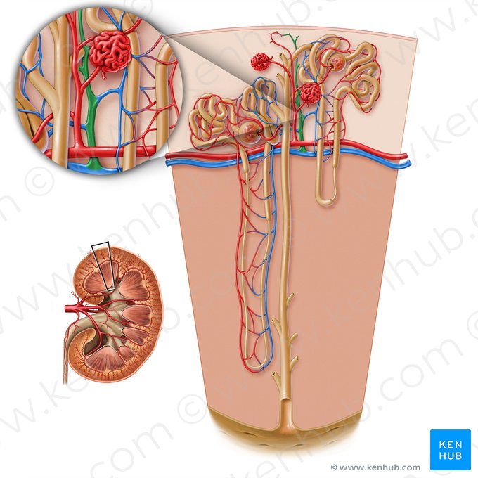 Veias interlobulares do rim (Vena interlobularis renis); Imagem: Paul Kim