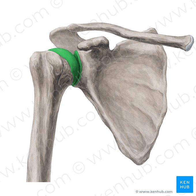 Articulação glenoumeral (Articulatio glenohumeralis); Imagem: Yousun Koh