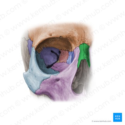 Hueso nasal (Os nasale); Imagen: Paul Kim