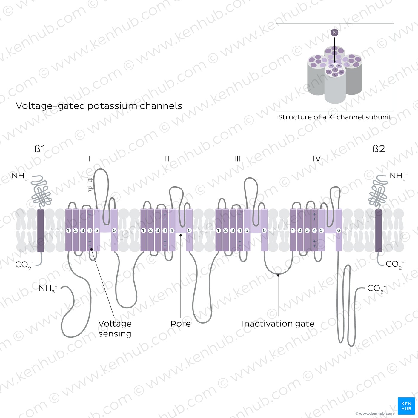 Microstructure of voltage-gated potassium ion channels