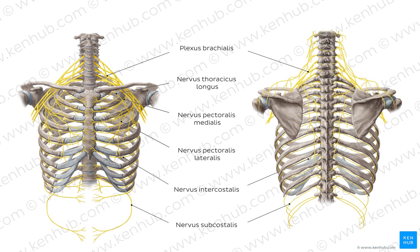 Nervus Thoracicus Longus Anatomie Und Klinik Kenhub