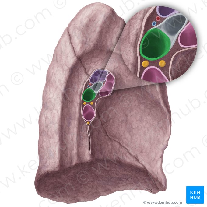 Left inferior lobar bronchus (Bronchus lobaris inferior sinister); Image: Yousun Koh
