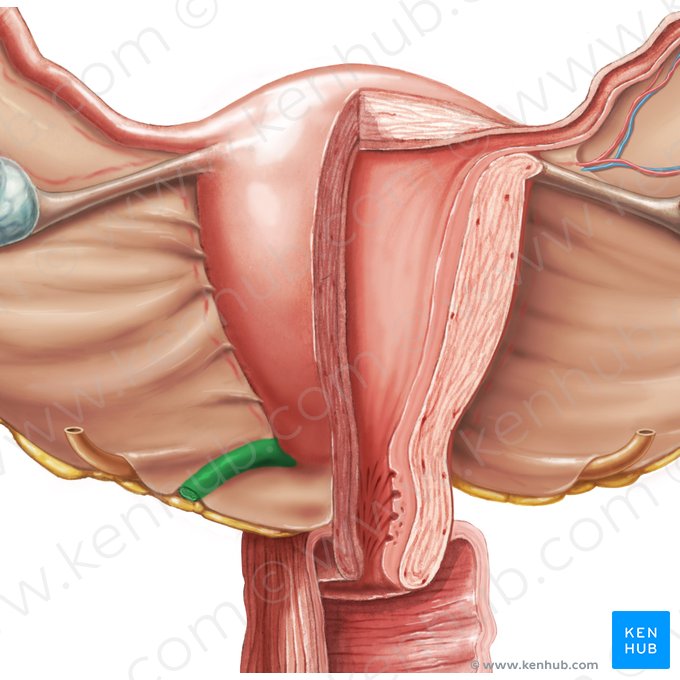 Uterosacral ligament (Ligamentum uterosacrale); Image: Samantha Zimmerman