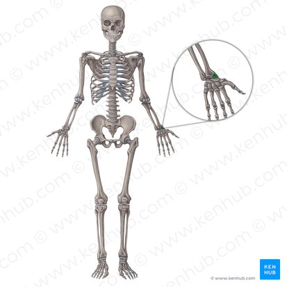 Styloid process of radius (Processus styloideus radii); Image: Irina Münstermann