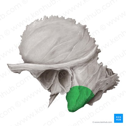 Proceso mastoides del hueso temporal (Processus mastoideus ossis temporalis); Imagen: Samantha Zimmerman