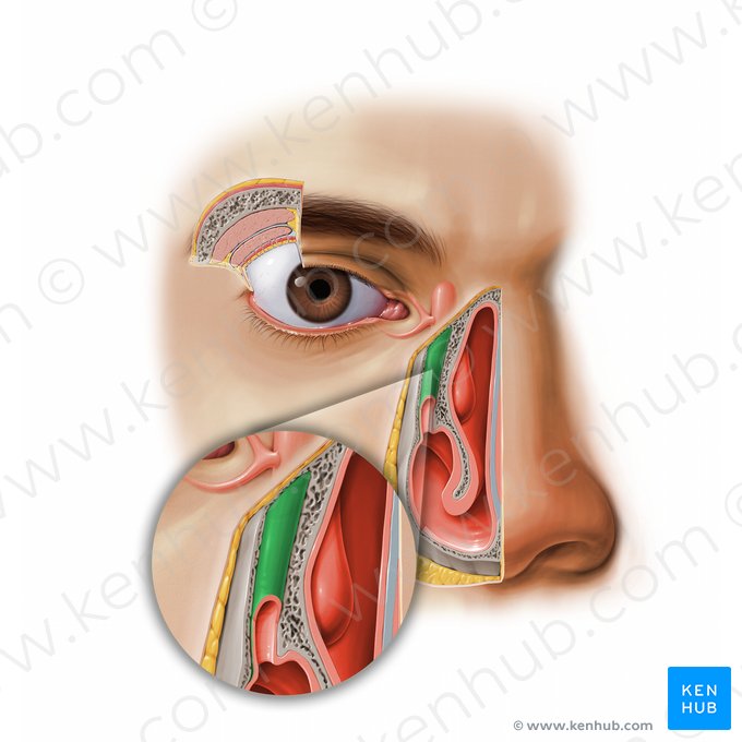 Ducto nasolacrimal (Ductus nasolacrimalis); Imagem: Paul Kim