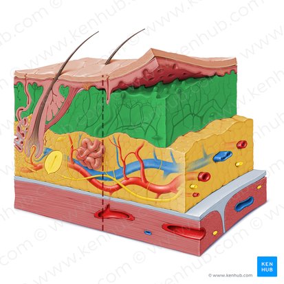 Derme (Dermis); Imagem: Paul Kim