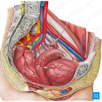 Left superior vesical artery (Arteria vesicalis superior sinistra); Image: Irina Münstermann