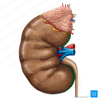 Borde medial del riñón (Margo medialis renis); Imagen: Irina Münstermann