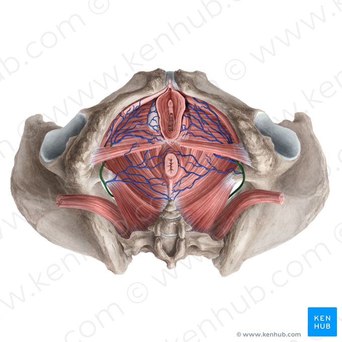 Vena pudenda interna (Innere Schamvene); Bild: Rebecca Betts