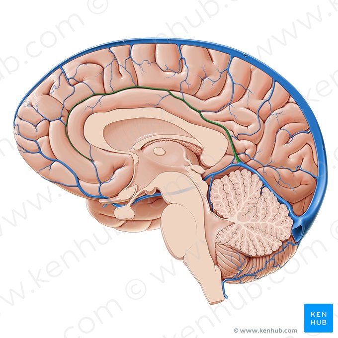 Inferior sagittal sinus (Sinus sagittalis inferior); Image: Paul Kim