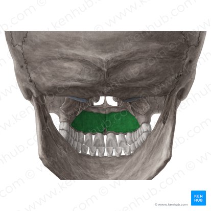 Palatine process of maxilla (Processus palatinus maxillae); Image: Yousun Koh