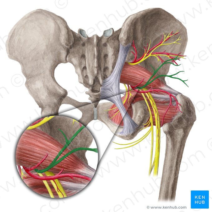 Nervo glúteo inferior (Nervus gluteus inferior); Imagem: Liene Znotina