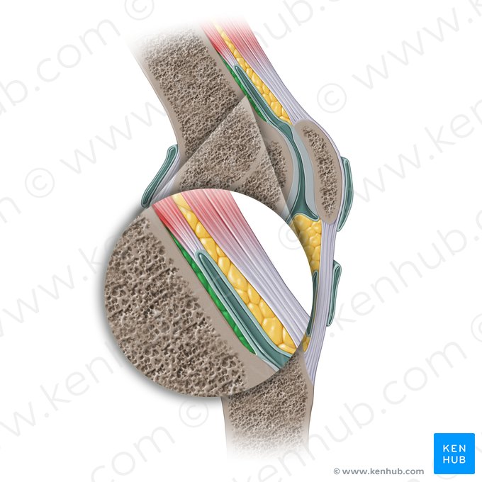 Cuerpo adiposo suprapatelar posterior (Corpus adiposum suprapatellare posterius); Imagen: Paul Kim