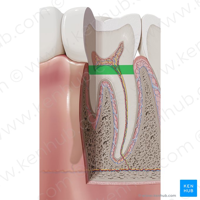 Neck of tooth (Cervix dentis); Image: Paul Kim