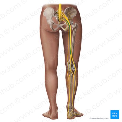 División tibial del nervio ciático (Divisio tibialis nervi ischiadici); Imagen: Irina Münstermann