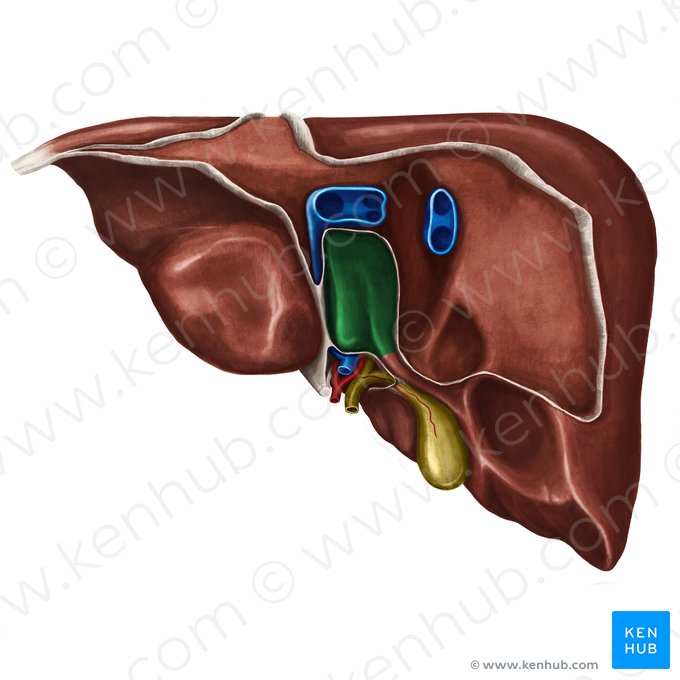 Lóbulo caudado del hígado (Lobus caudatus hepatis); Imagen: Irina Münstermann