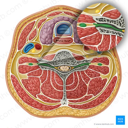 Nervus spinalis (Spinalnerv); Bild: Irina Münstermann