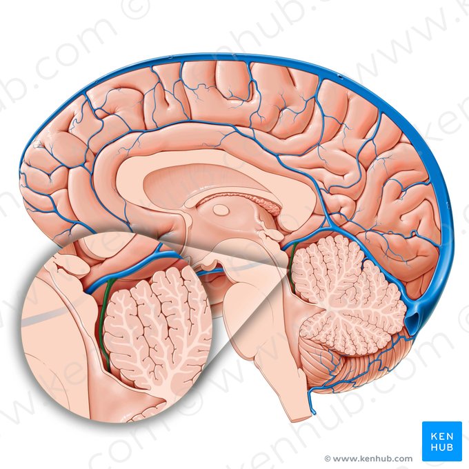 Superior cerebellar vein (Vena superior cerebelli); Image: Paul Kim