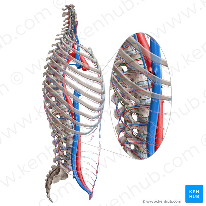 Subcostal vein (Vena subcostalis); Image: Paul Kim