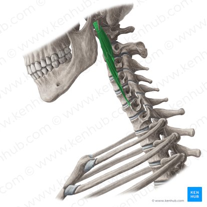 Musculus longus capitis (Langer Kopfmuskel); Bild: Yousun Koh