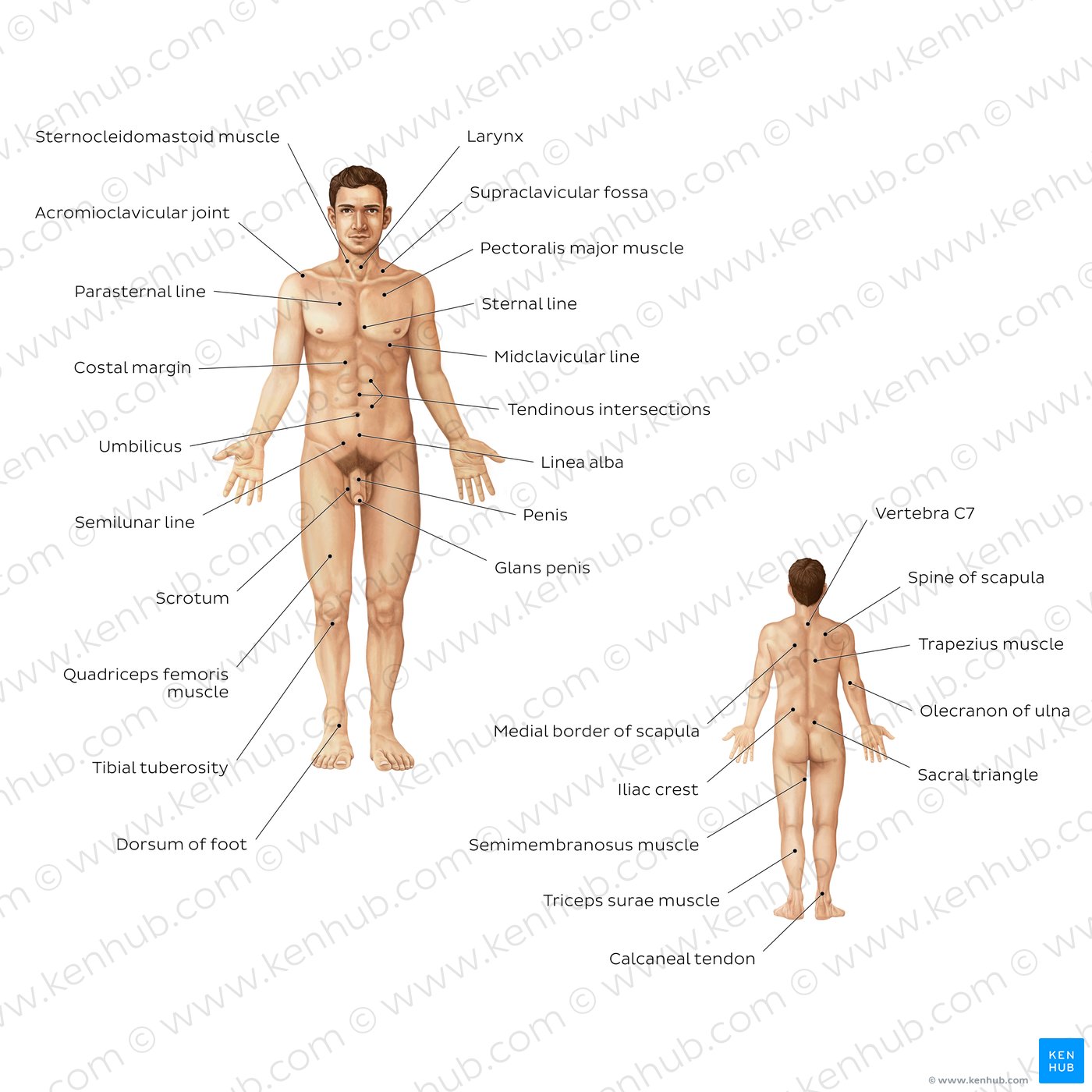 Male body surface anatomy (anterior and posterior views)