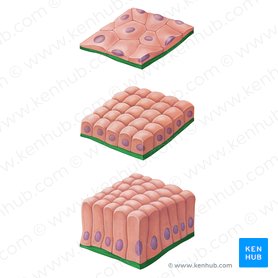 Epithelial tissue: definition, functions & examples | Kenhub
