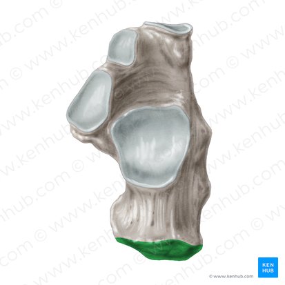 Tuberosidade do calcâneo (Tuber calcanei); Imagem: Samantha Zimmerman