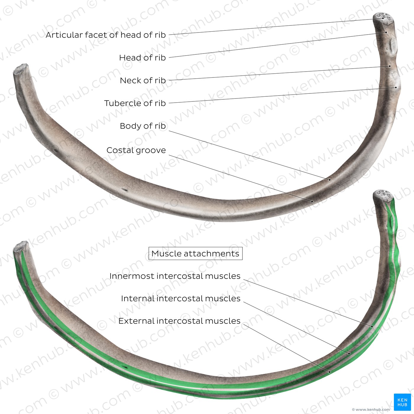 Typical rib (inferior view)