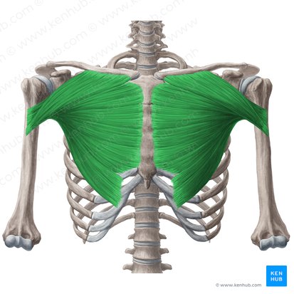 Músculo pectoral mayor (Musculus pectoralis major); Imagen: Yousun Koh