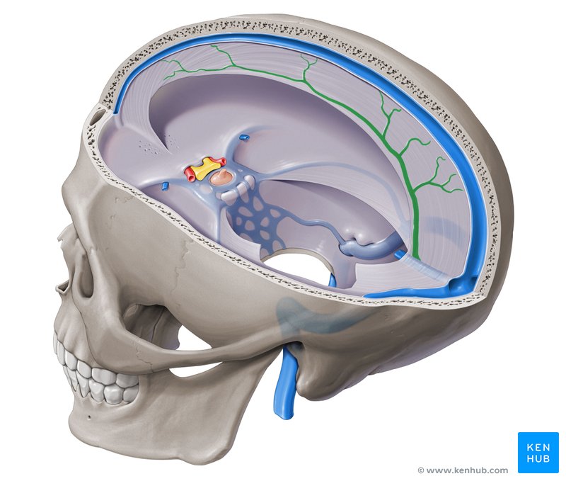 Inferior sagittal sinus (Sinus sagittalis inferior)