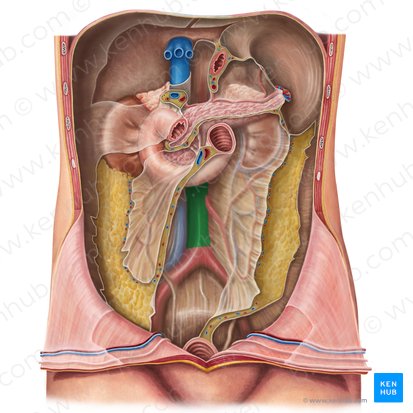 Abdominal aorta (Aorta abdominalis); Image: Irina Münstermann