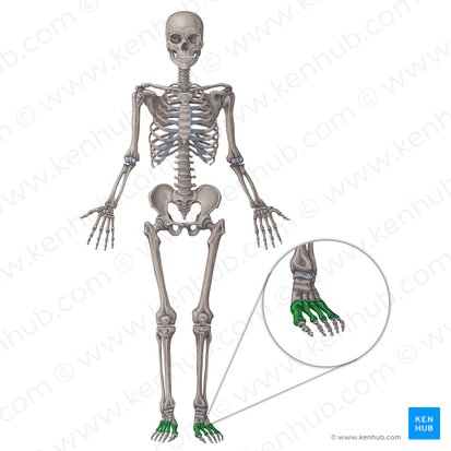 Metatarsal bones (Ossa metatarsi); Image: Irina Münstermann