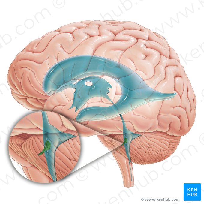 Recesso lateral do 4.º ventrículo (Recessus lateralis ventriculi quarti); Imagem: Paul Kim