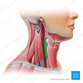 Inferior pharyngeal constrictor muscle (Musculus constrictor inferior pharyngis); Image: Paul Kim
