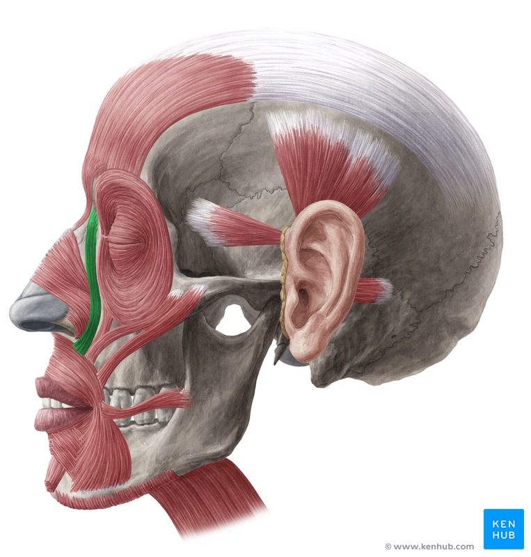 Venter frontalis