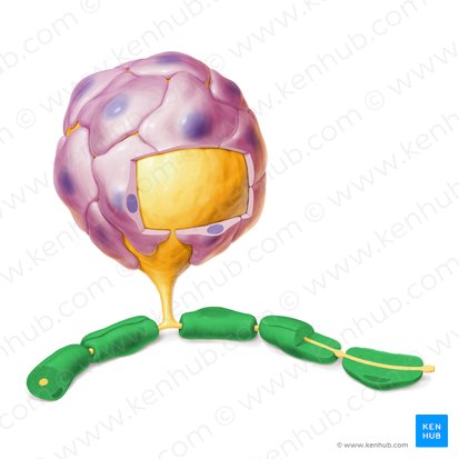 Vaina de mielina (Stratum myelini); Imagen: Paul Kim
