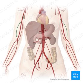 Deep brachial artery (Arteria profunda brachii); Image: Begoña Rodriguez