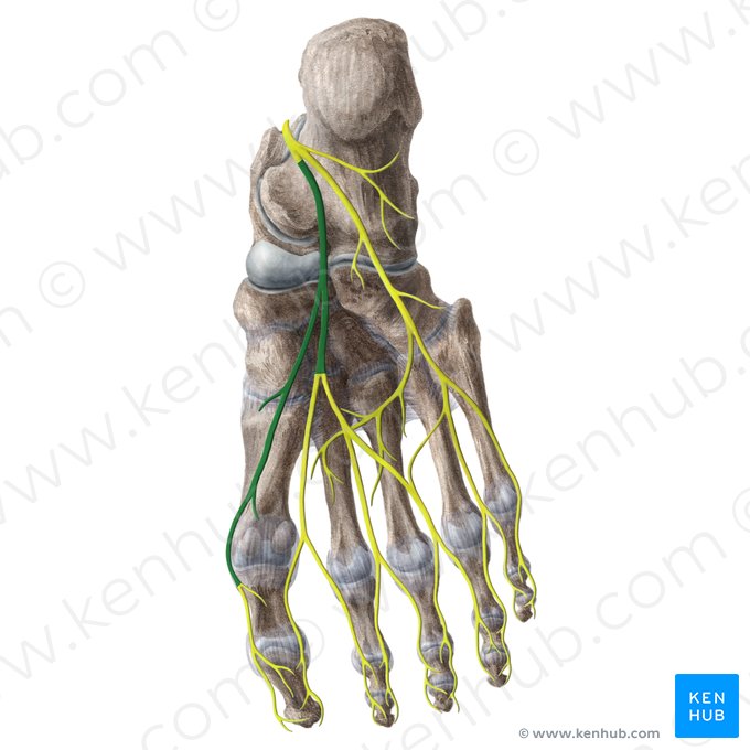 Medial plantar nerve (Nervus plantaris medialis); Image: Liene Znotina