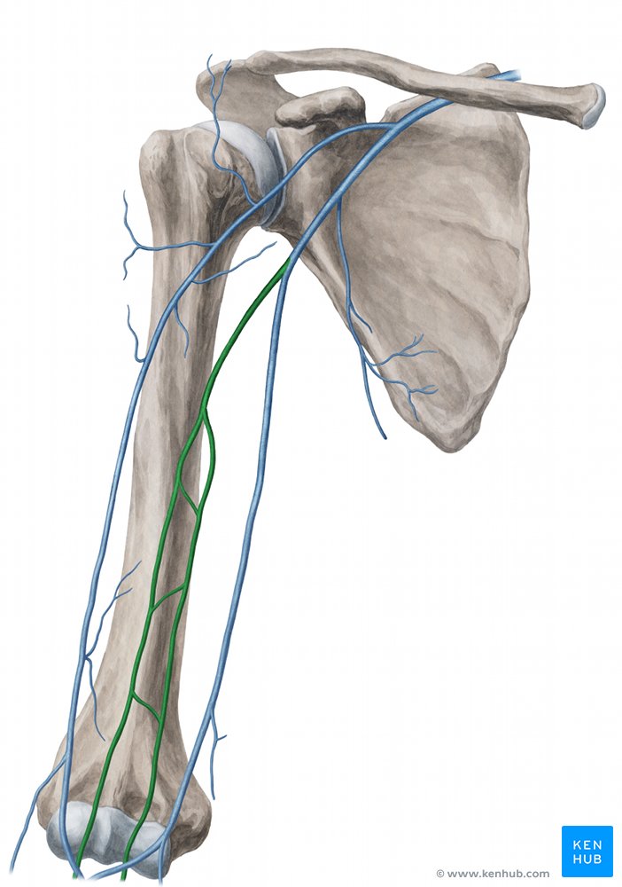 Brachial vein - anterior view