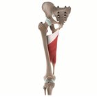 Adductor magnus muscle (3D)
